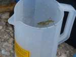 Grasshopper on bucket