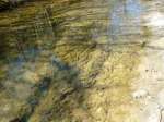 upstream algae underwater