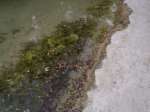 closeup of algae upstream on side of stream