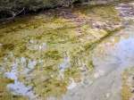 submerged algae patches near sometime island rocks