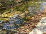 closeup of stream with leaves above inlet