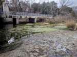 stream and algae upstream side of bridge