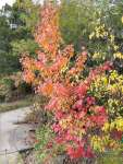 autumn colors by culvert
