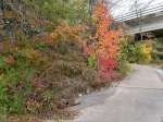 autumn colors over culvert