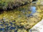 submerged algae upstream