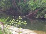 sample site with turtle on branch in water